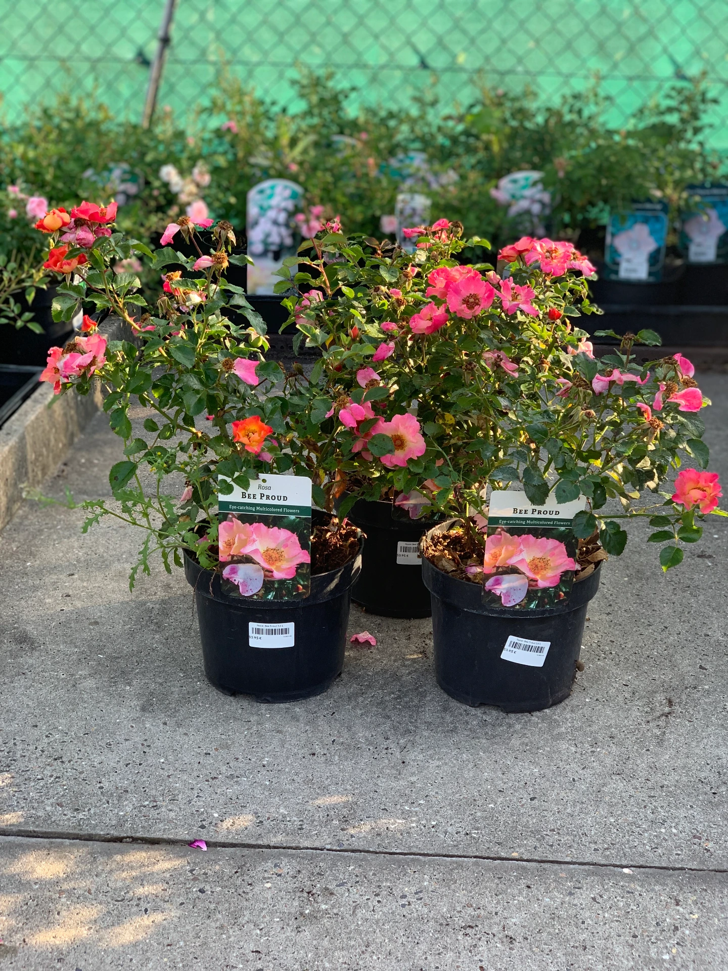 Rosier Bee Proud 3,6 L