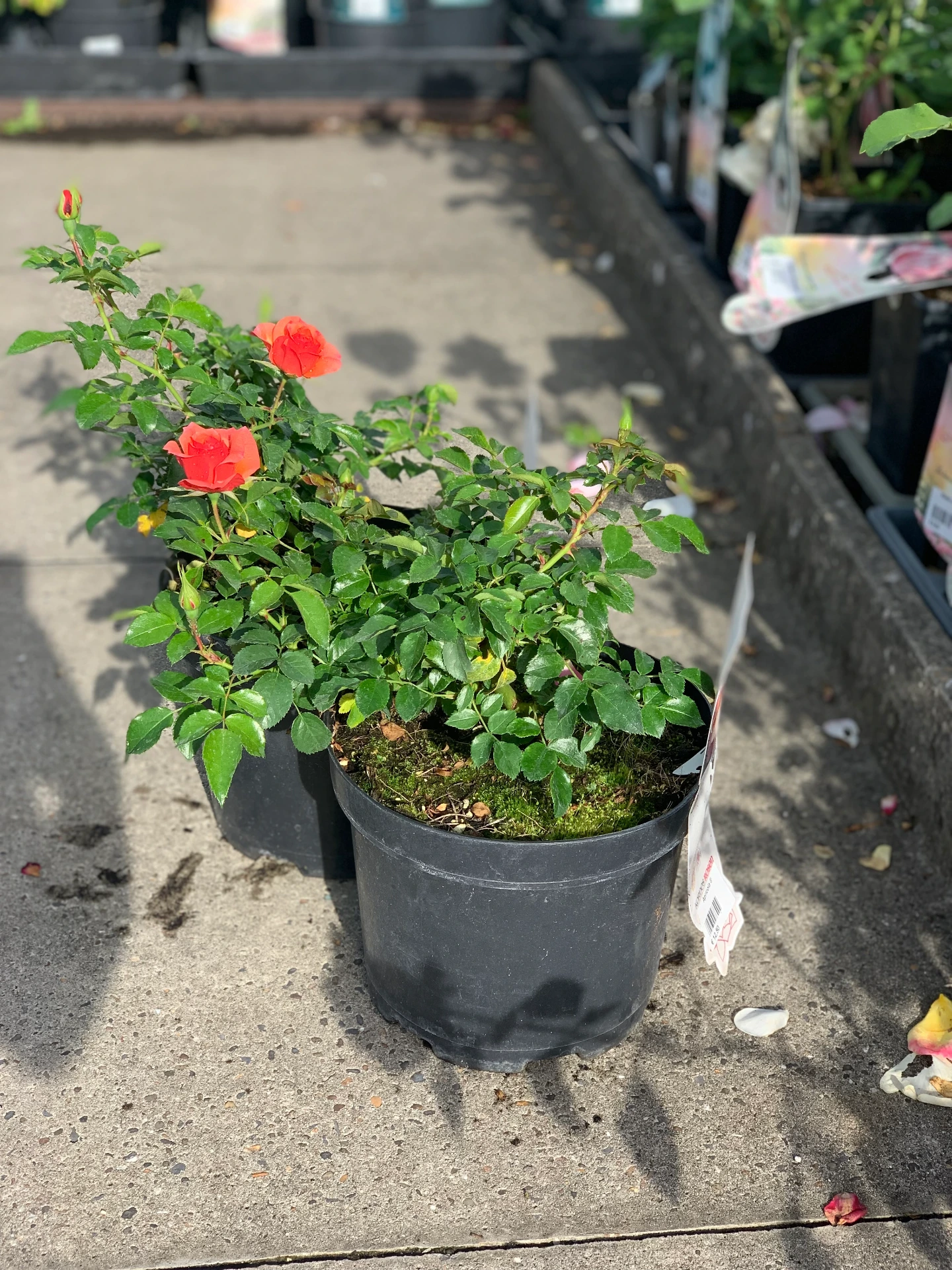 Rosier Apricola ® 5 L