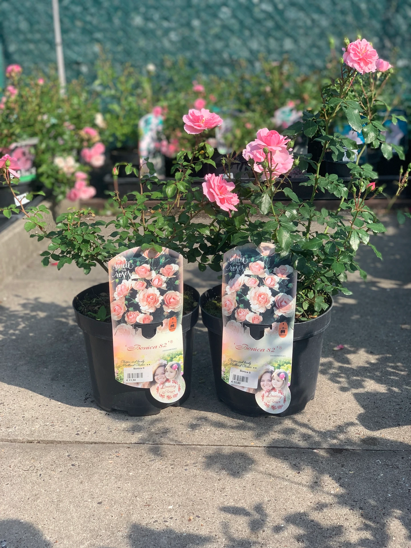 Rosier Bonica ® 5 L