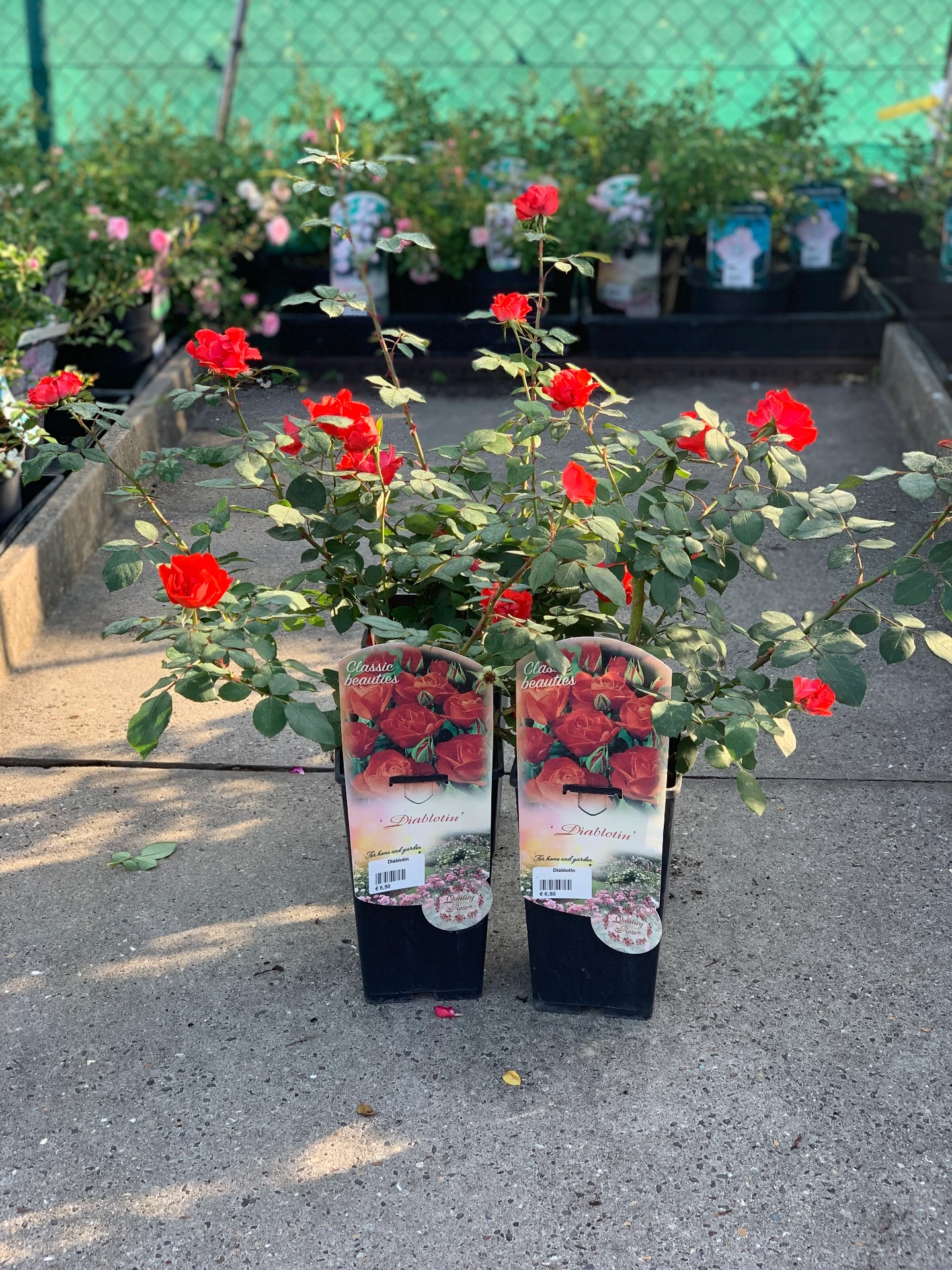 Rosier Diablotin 3 L