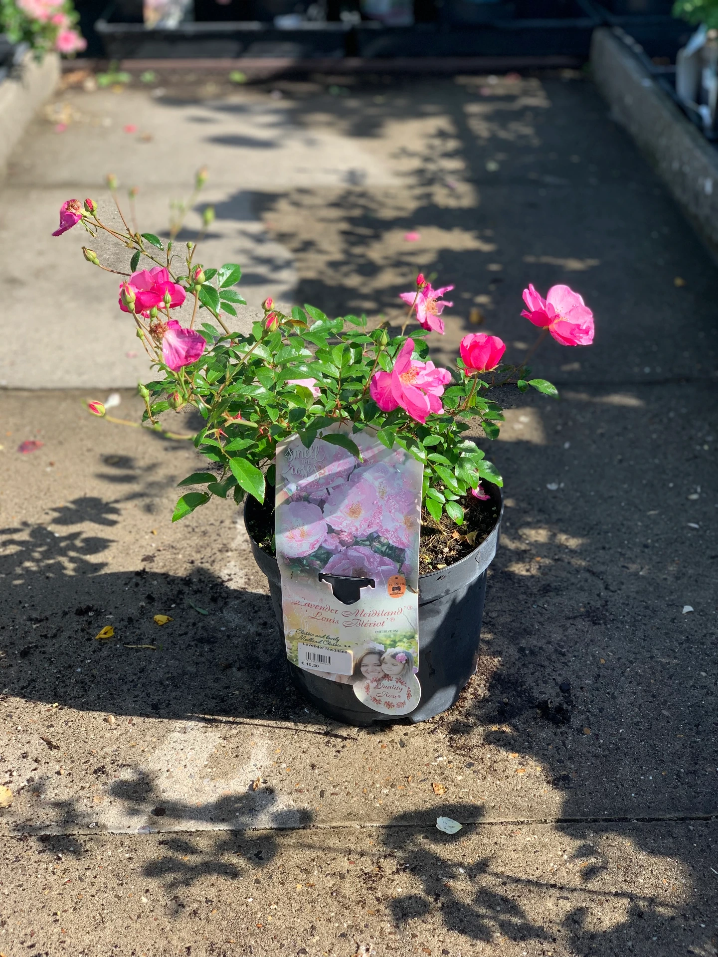 Rosier Lavender Meidiland 5 L