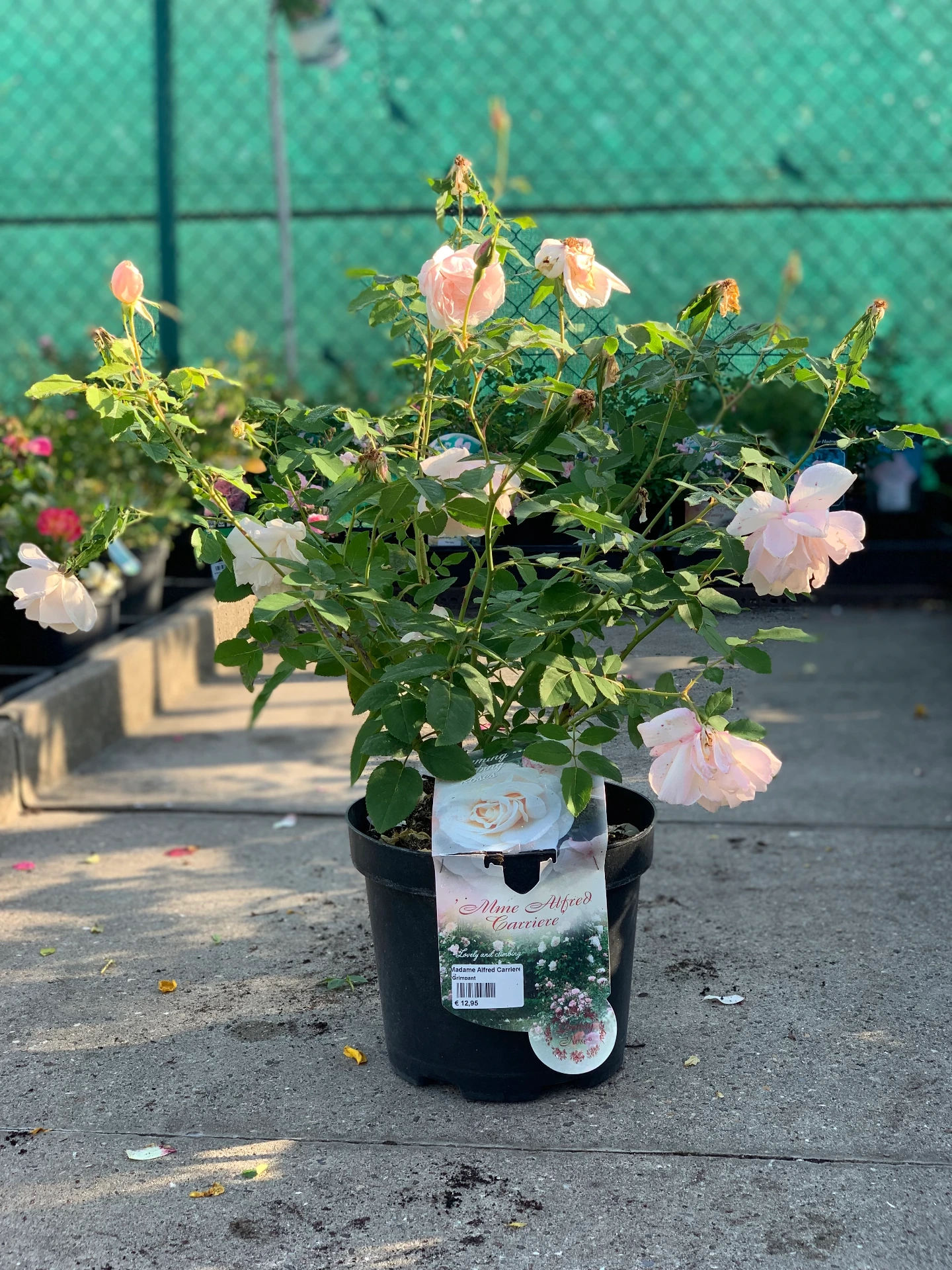 Rosier Madame Alfred Carriere - Grimpant 5 L