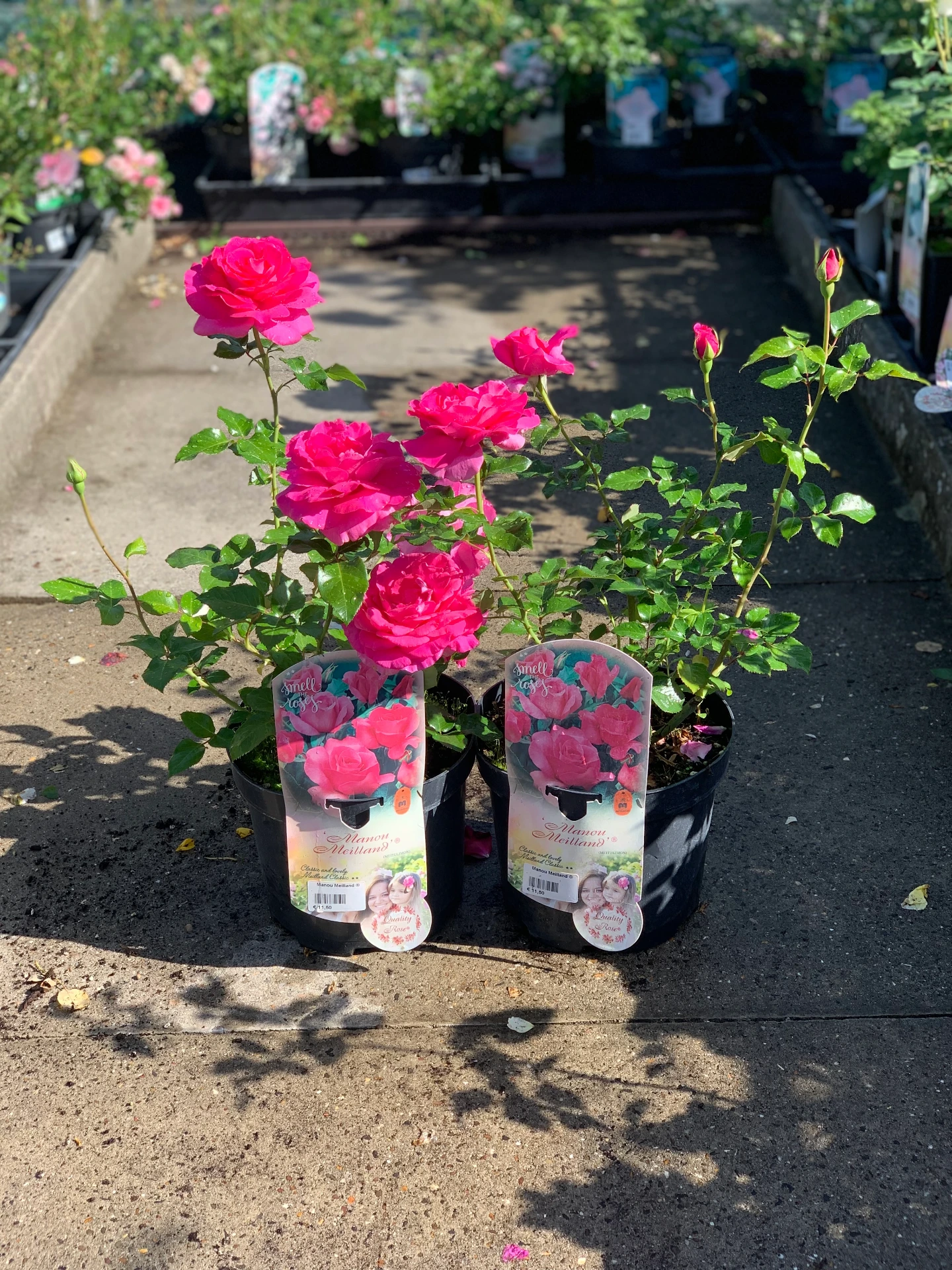 Rosier Manou Meilland ® 5 L