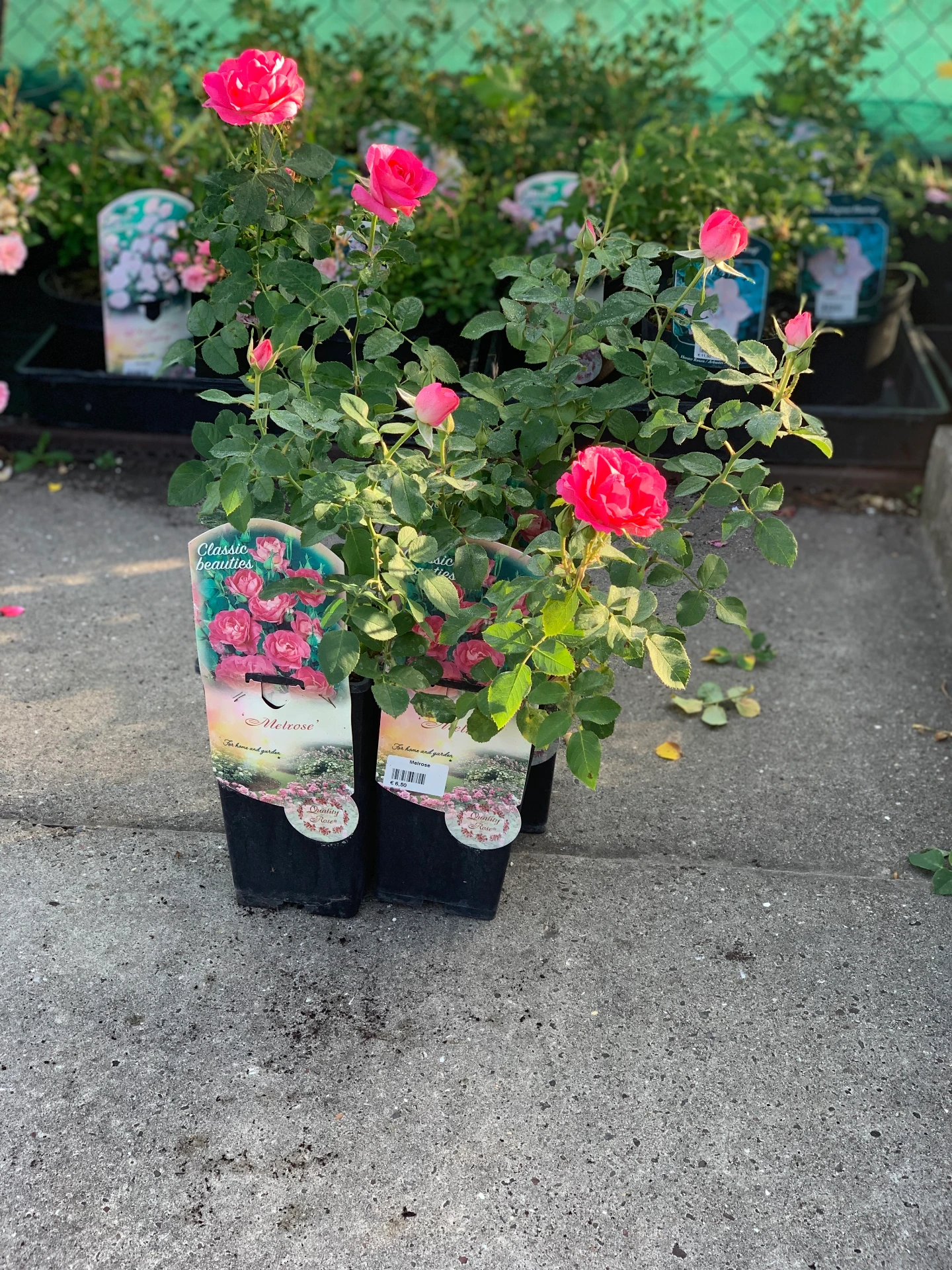 Rosier Melrose 3 L