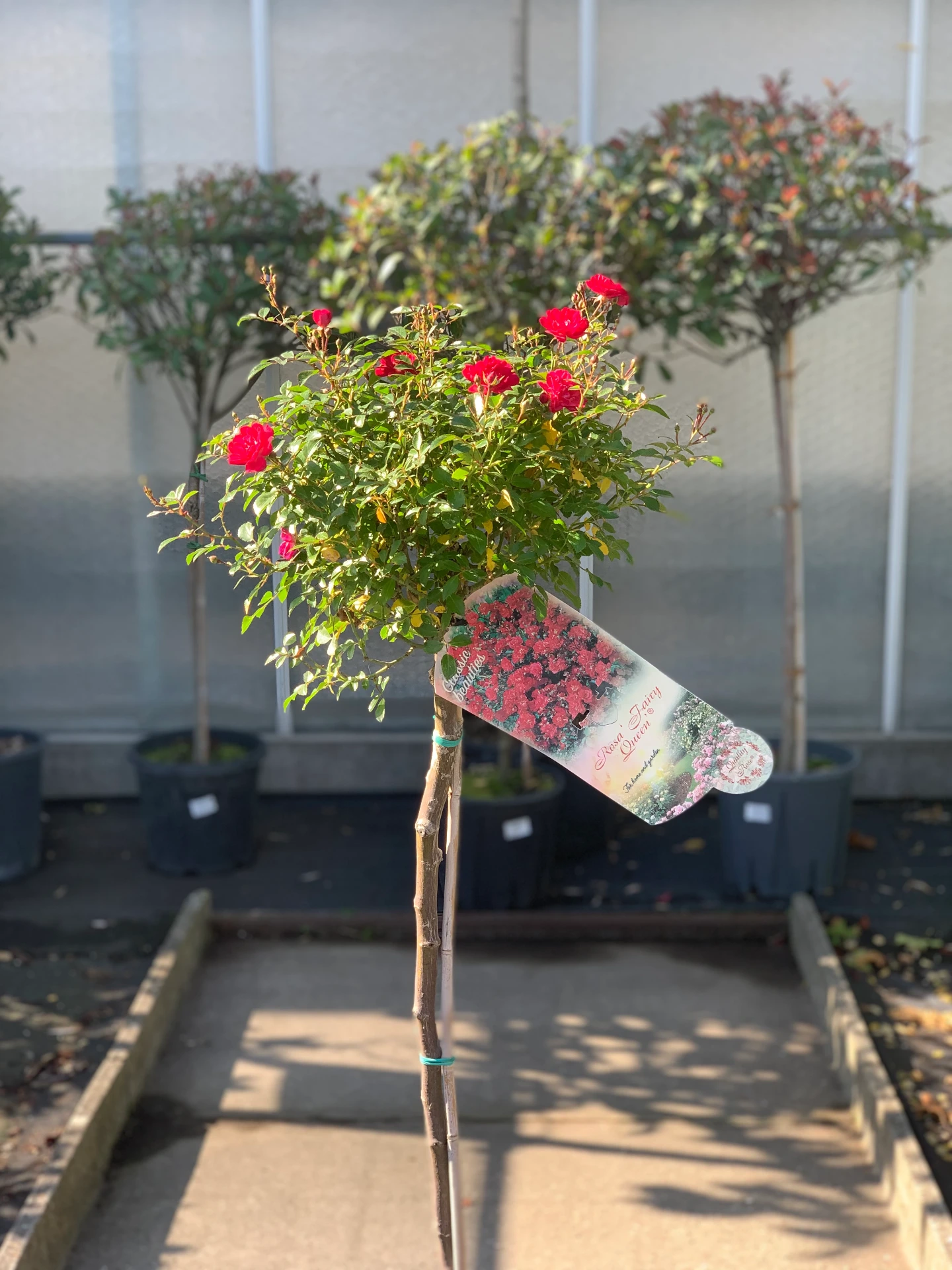Rosier Queen Fairy ® - Tige 1 m 7,5 L