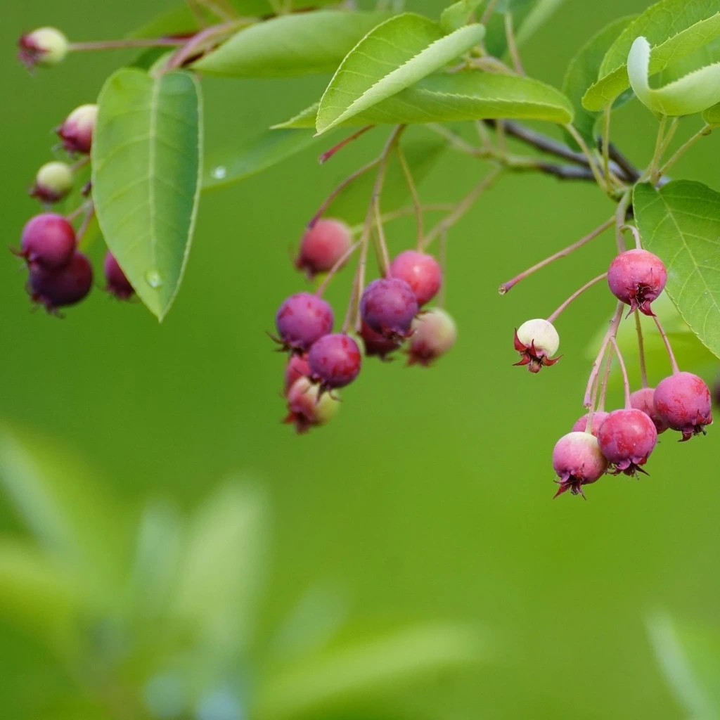 Amelanchier Prince William 40-60 2 L