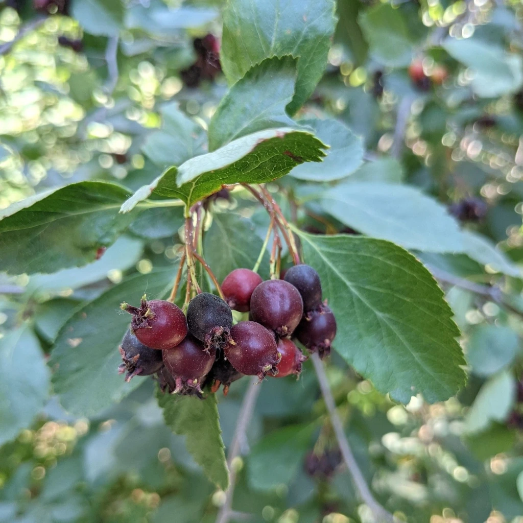 Amelanchier Saskatoon Berry 40-60 4 L