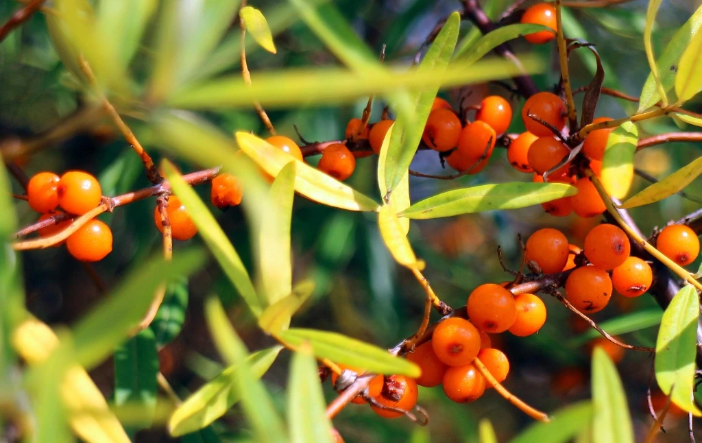 Argousier 'Botanica' 40-60 3,6 L