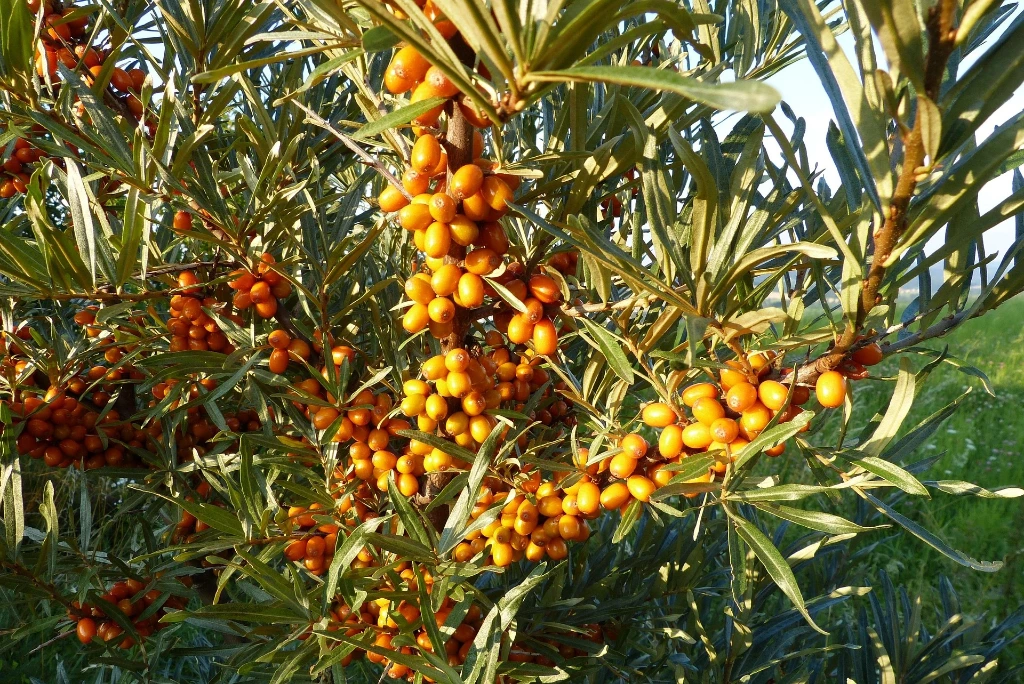 Argousier 'Friesdorfer Orange' 40-60 3,6 L