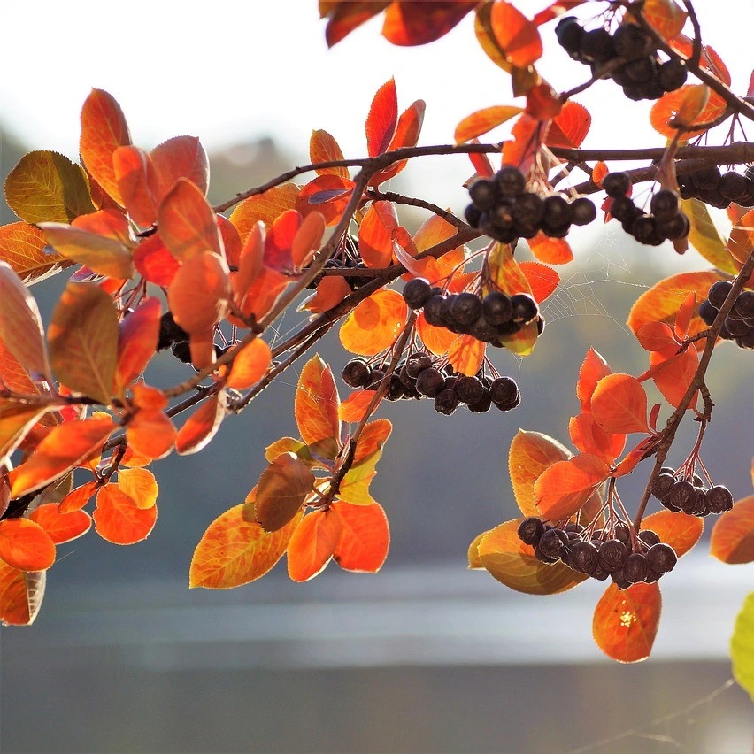 Aronia Autumn Magic 3,6 L