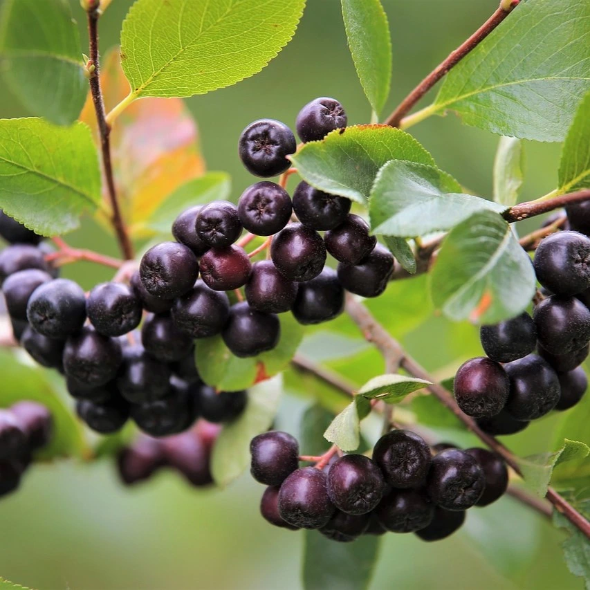 Aronia Viking 40-60 cm 2 L