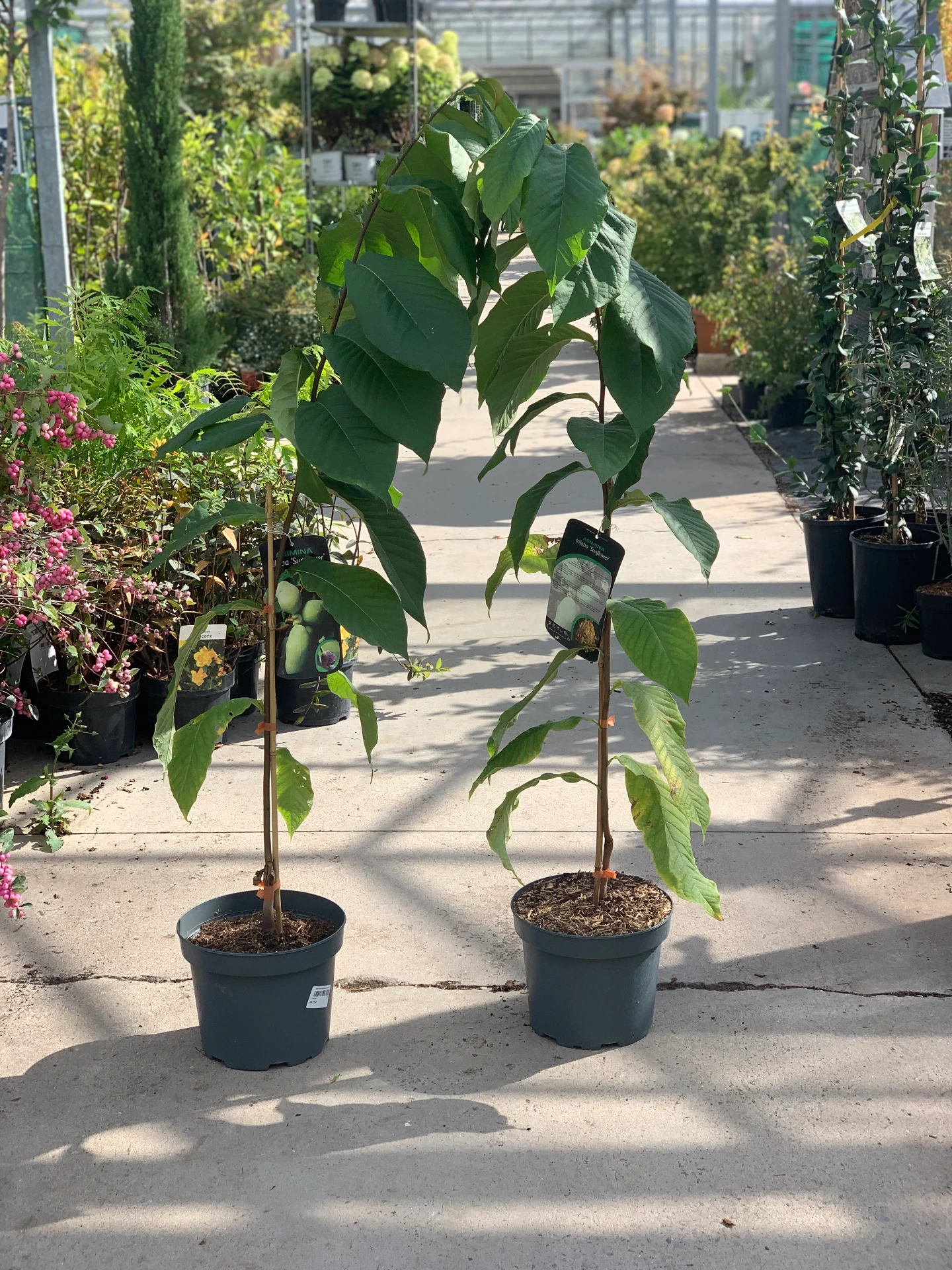 Asiminier Sunflower 60-80 5 L