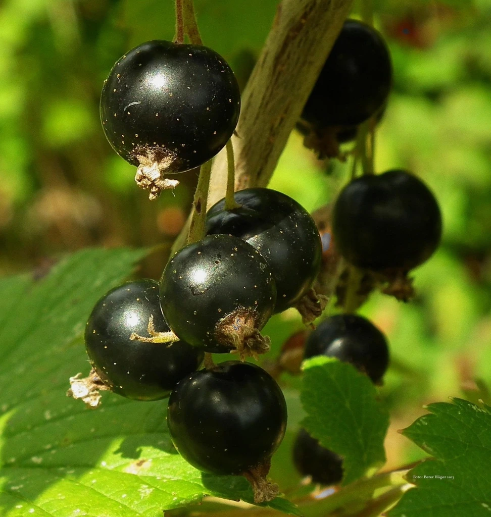 Cassissier Géant de Boscoop  2 L
