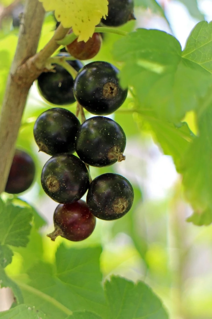 Cassissier Robusta® 2 L