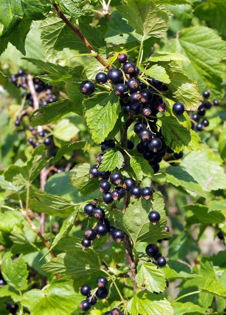 Cassissier Titania 40-60 2 L