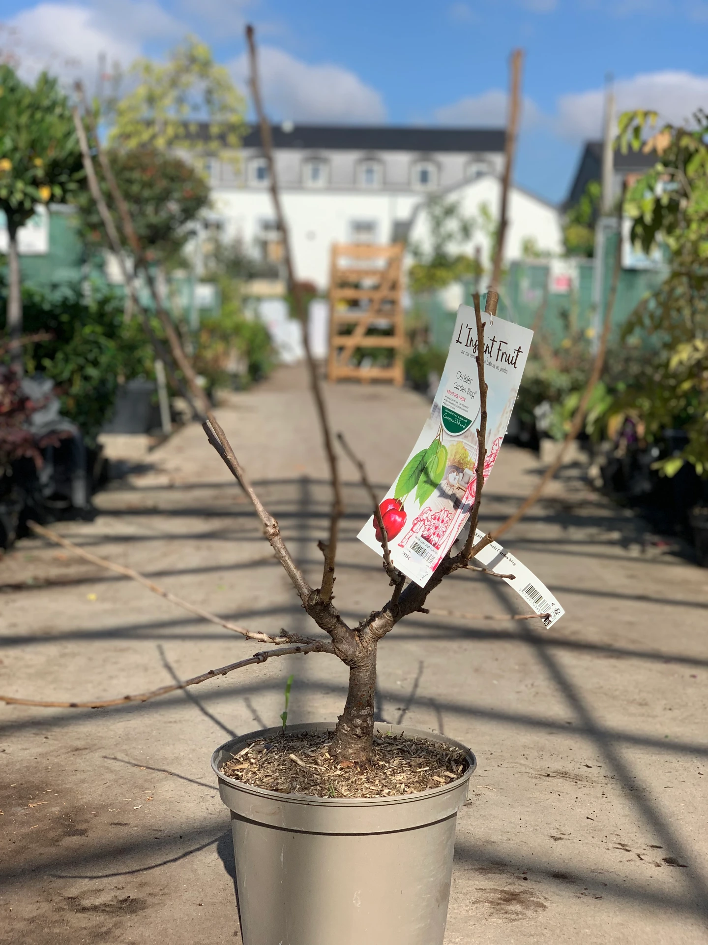 Cerisier Garden Bing® Touffe 7,5 L