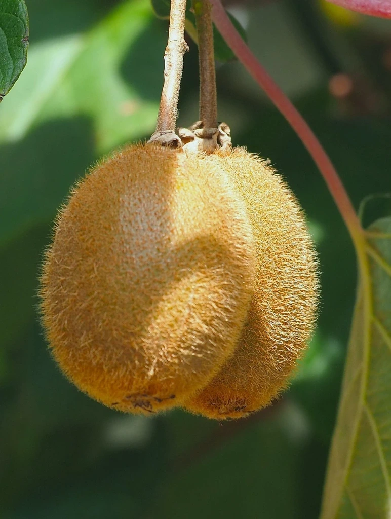 Kiwi Golden 60-80 2 L