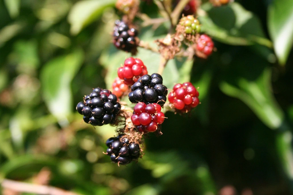 Mûrier Black Jewel hâtif 40-60 2 L