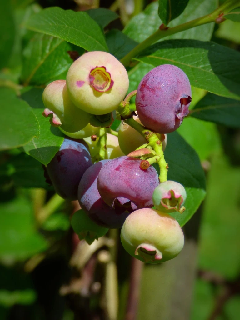 Myrtillier Pink Berry 40-60 2 L