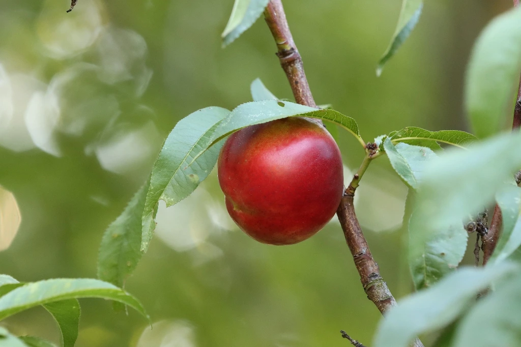 Nectarine Nectarella®Touffe 7,5 L