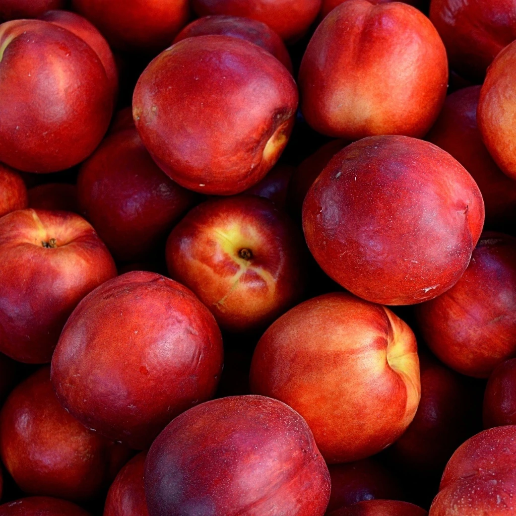 Nectarine Olympio® ferbijon Demi-tige 6-8 10 L