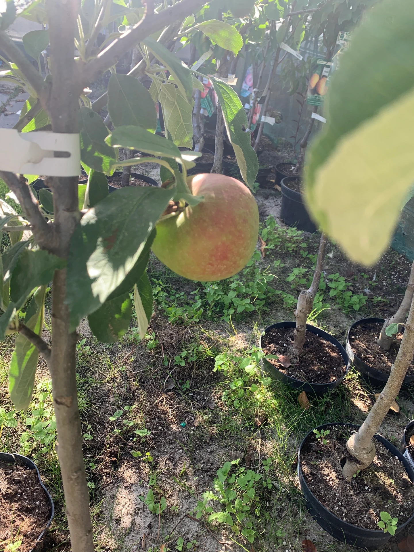 Pommier Radoux Demi-tige 6-8 15 L
