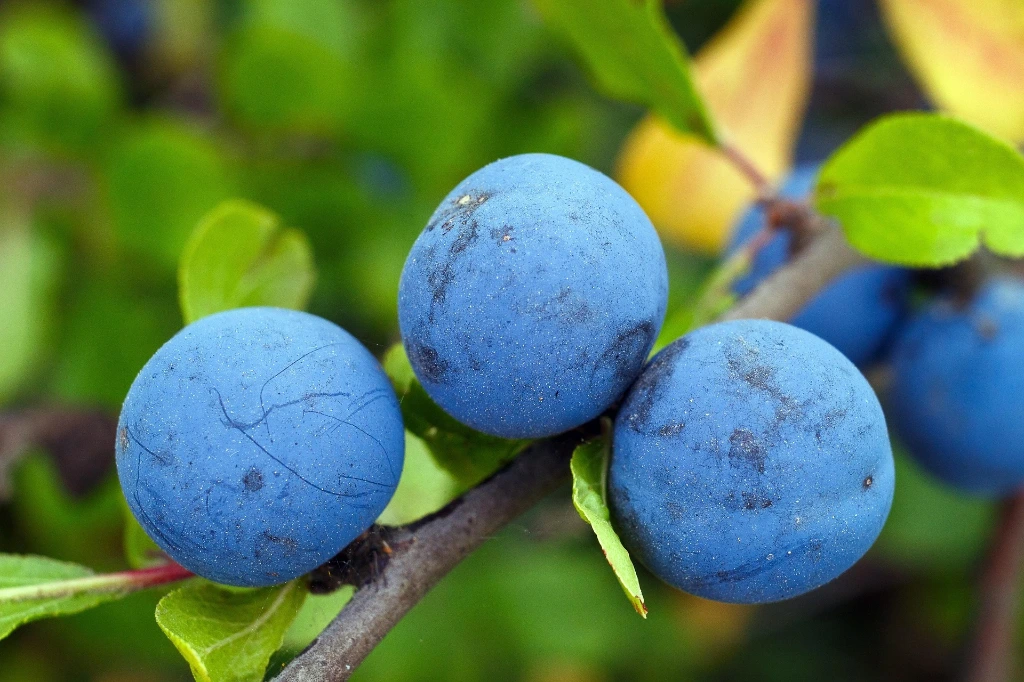 Prunier Prune de Prince Demi-tige 6-8 10 L