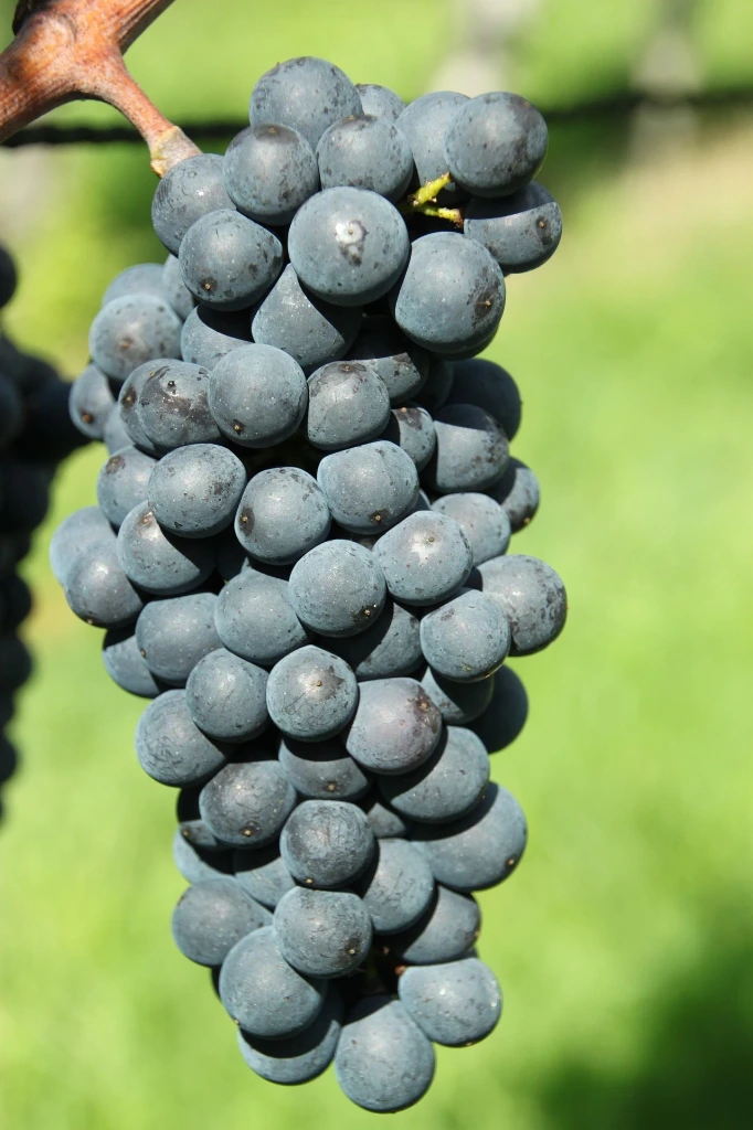 Vigne Regent 60-80 2 L