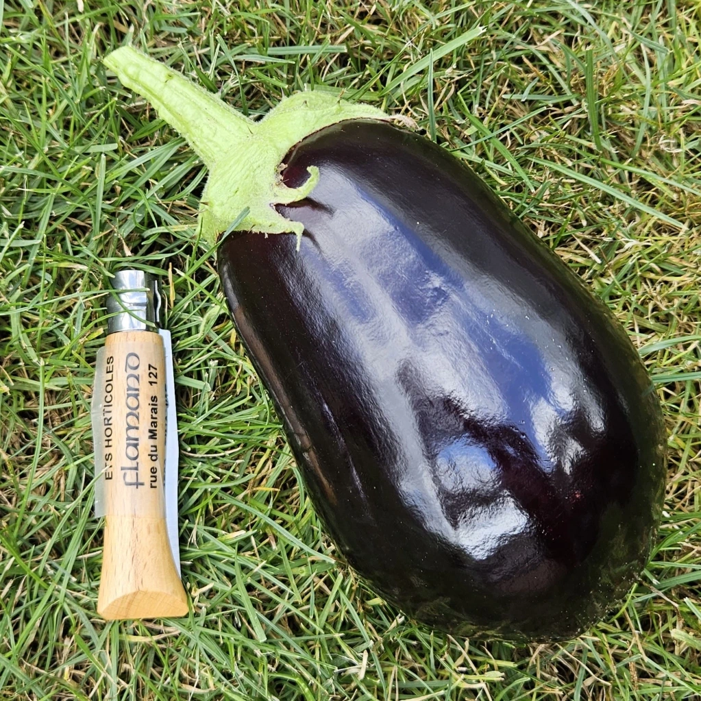 Aubergine Black Beauty P9X9