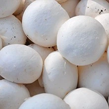 Champignon de Paris Blanc - Ballot de 20kg