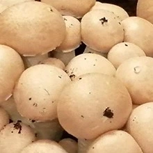 Champignon de Paris Brun - Ballot de 20kg