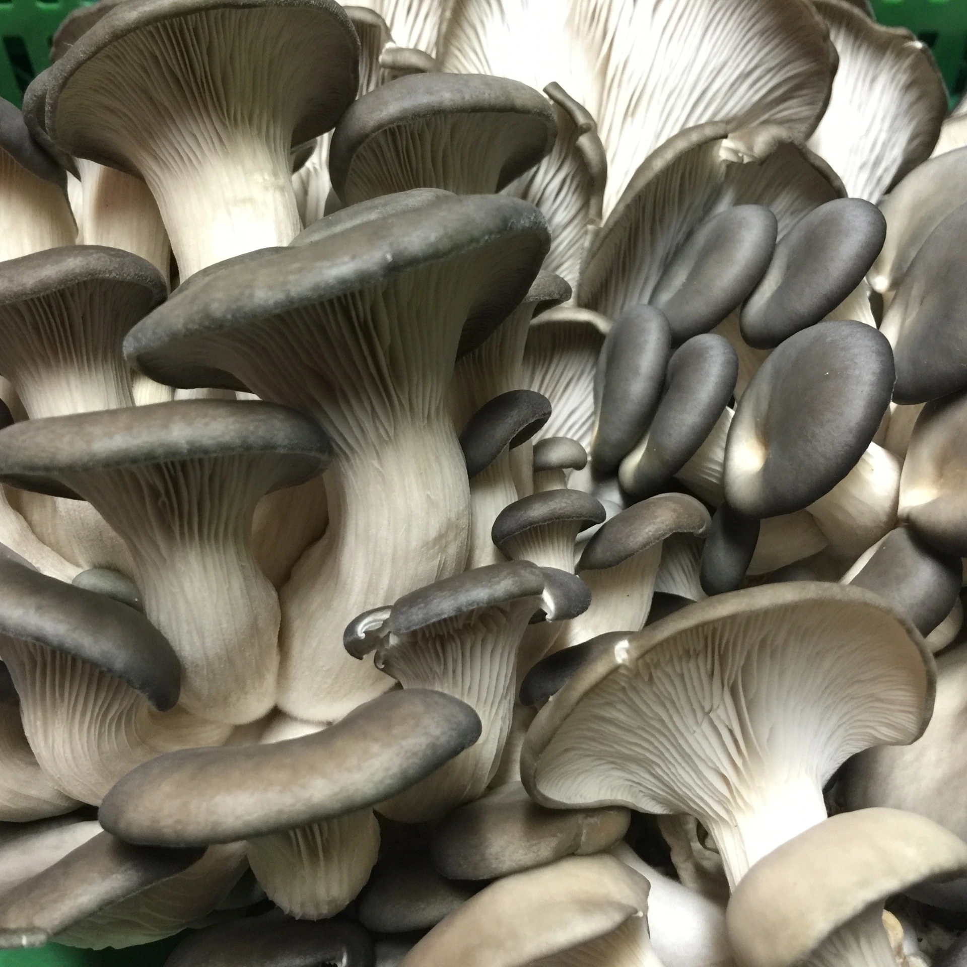 Champignon Pleurote grise - Ballot de 18kg