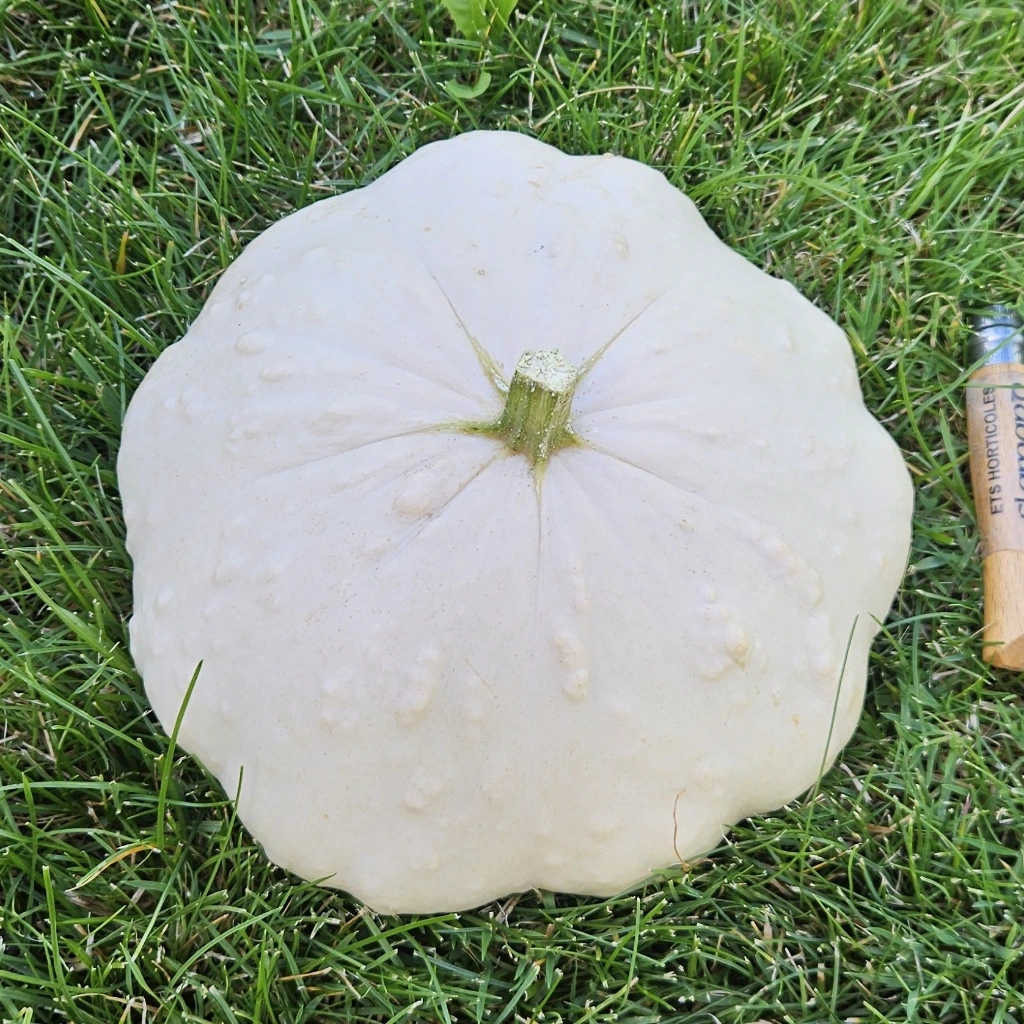 Courge Patisson blanc P8X8