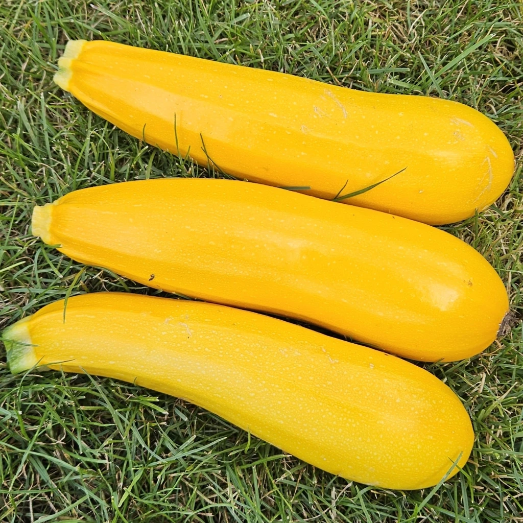 Courgette jaune P8X8