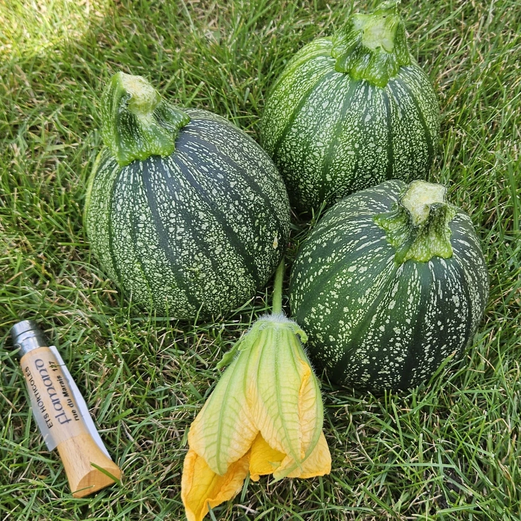 Courgette ronde de Nice P8X8