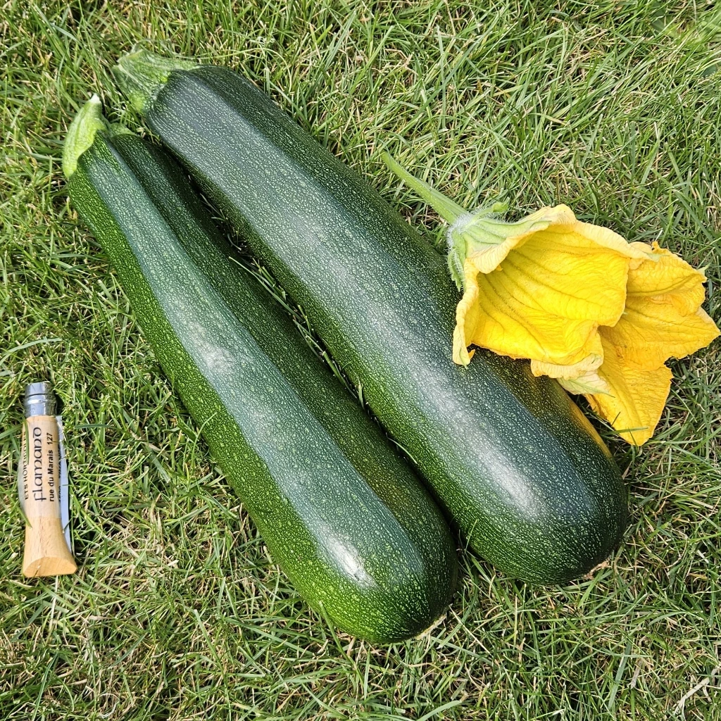 Courgette verte P8X8