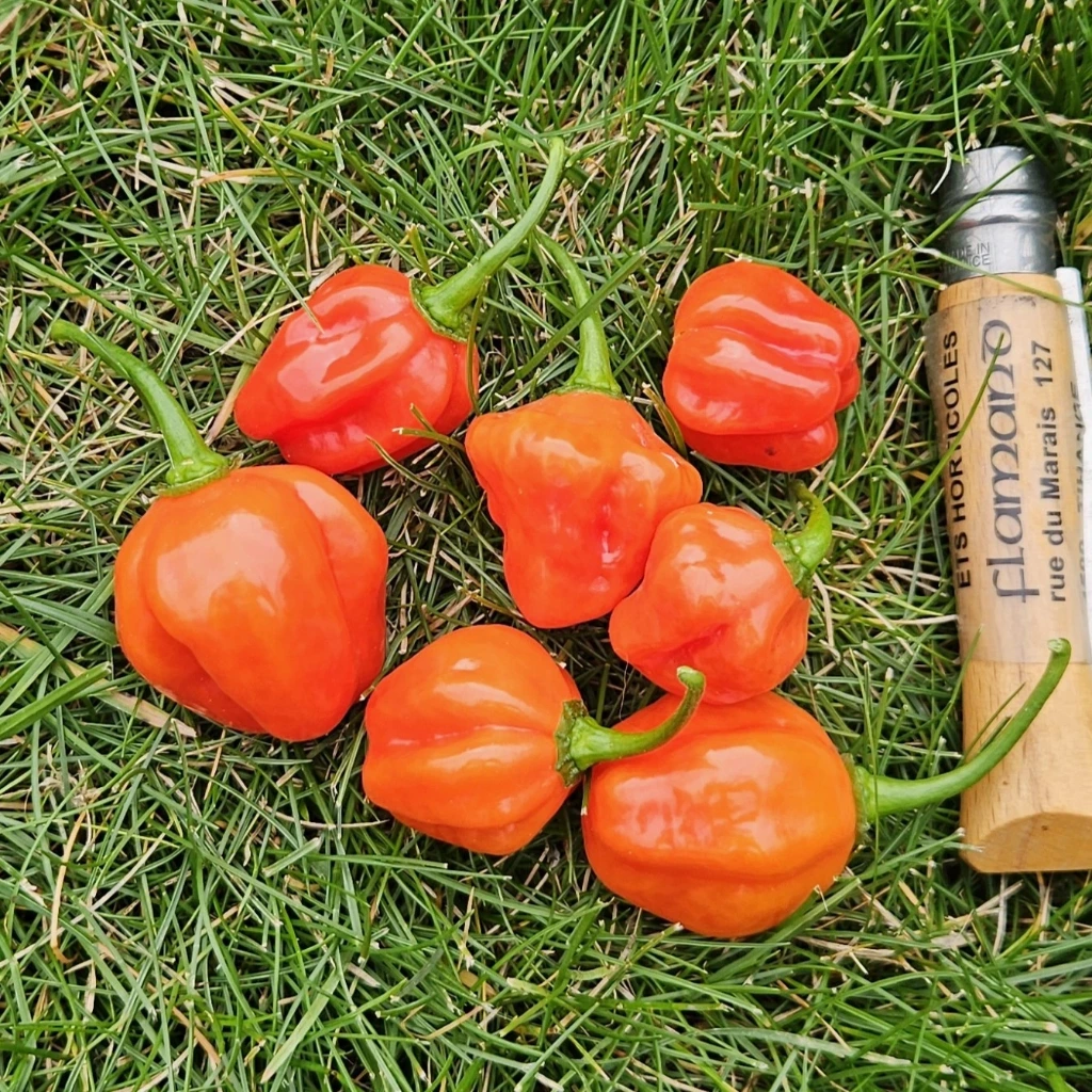 Piment peu fort Aji Dulce P8X8