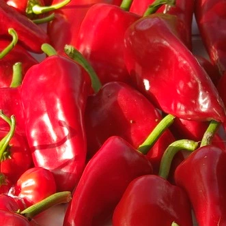 Piment peu fort Piquillo P8X8