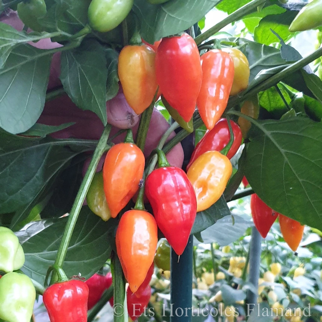 Piment fort Biquinho Red P8X8