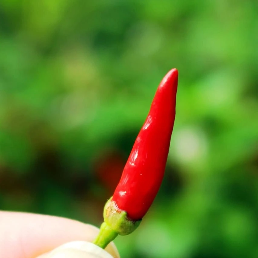 Piment fort Diavolicchio P8X8
