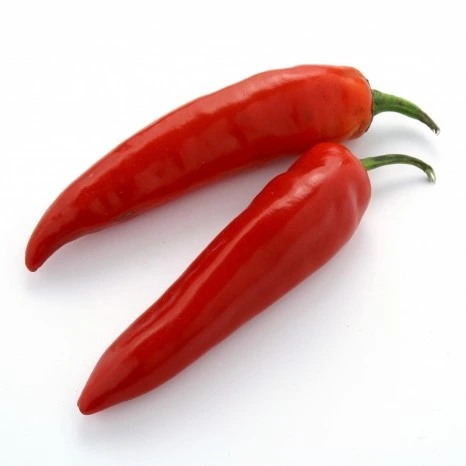 Piment fort Gorria (Espelette) P8X8