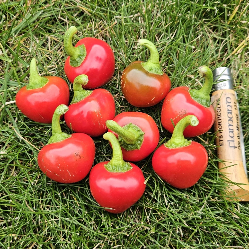 Piment fort Hot Tomato P8X8