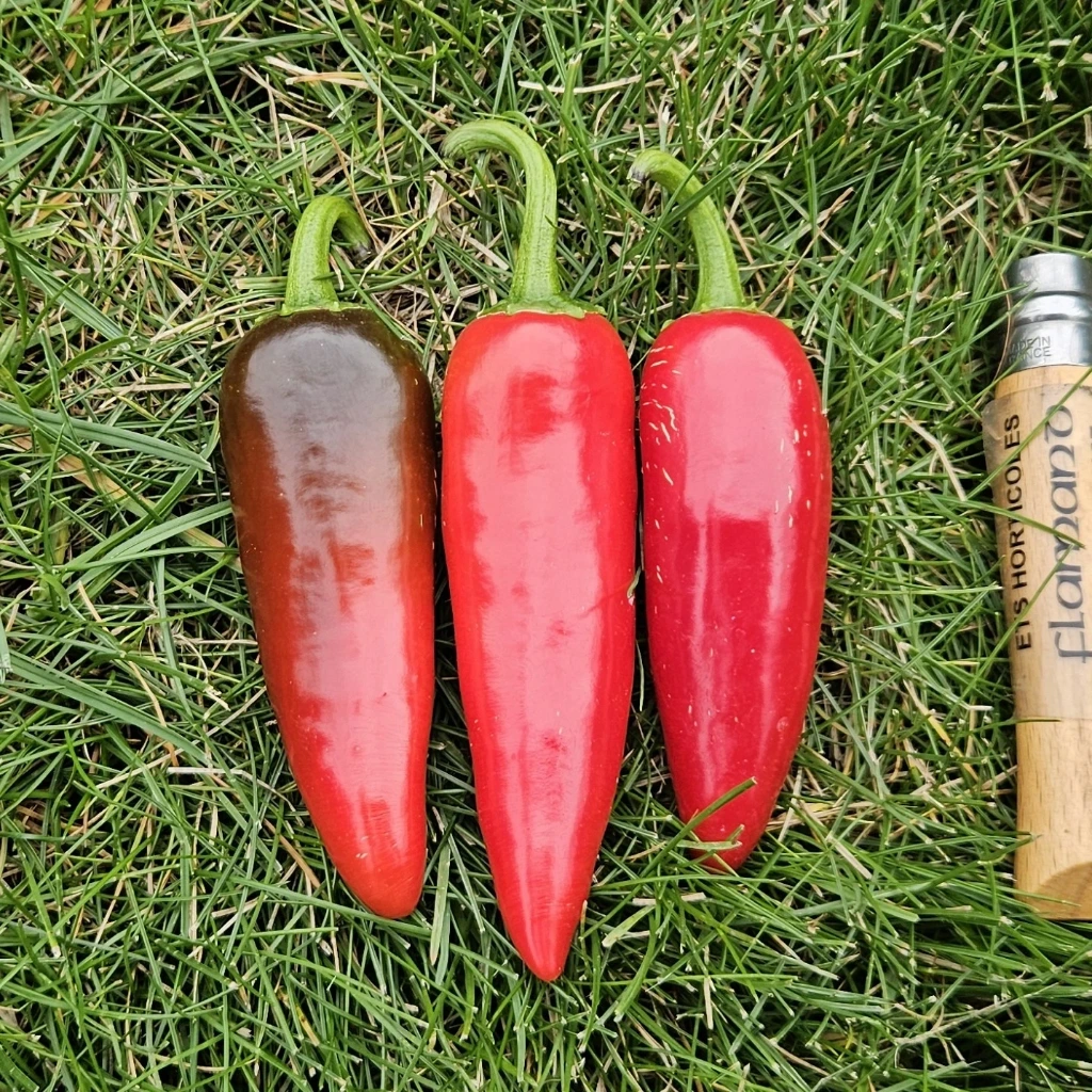 Piment fort Jalapeño rouge P8X8