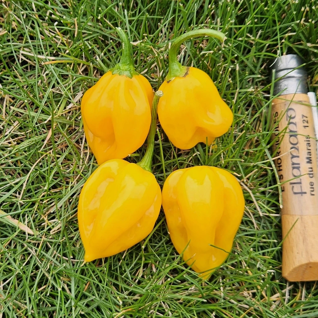 Piment très fort Africain du Burkina P8X8