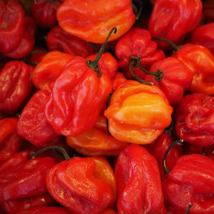 Piment très fort Habanero rouge P8X8