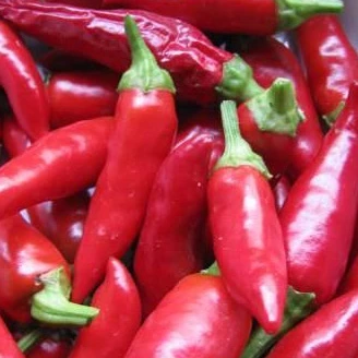 Piment très fort Stromboli P8X8