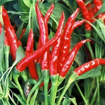 Piment très fort Thaï Dragon (oiseau) P8X8