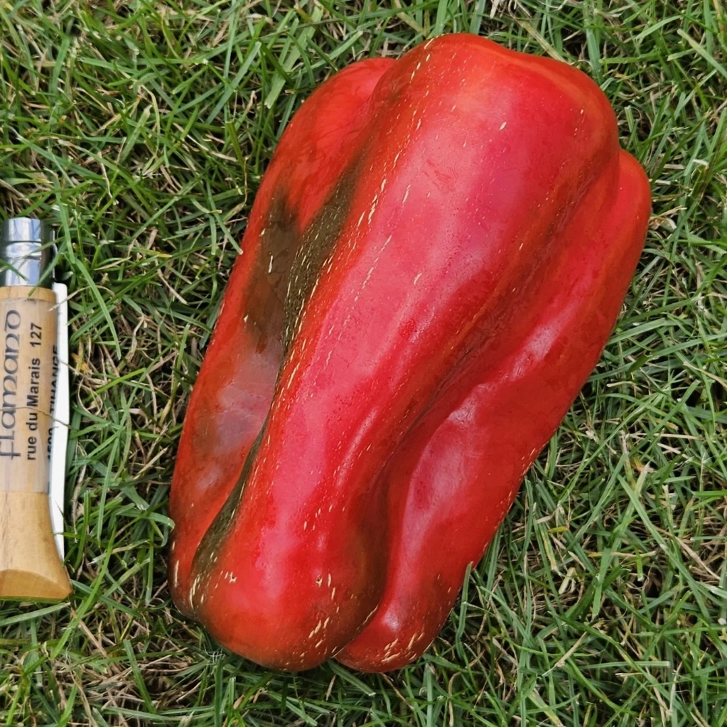 Poivron 3/4 long Lamuyo F1 P9X9