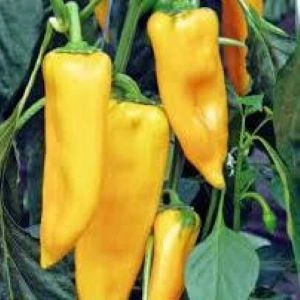 Poivron long jaune Palladio P9X9
