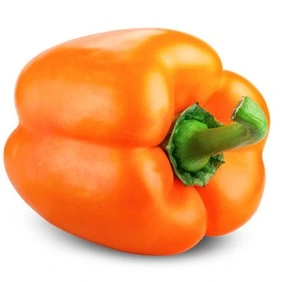 Poivron carré orange Beluga® Orange F1 P9X9